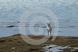 Reindeer, Caribou, Iceland