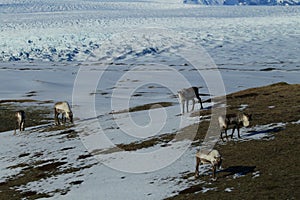 Reindeer, Caribou, Iceland