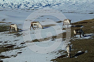 Reindeer, Caribou, Iceland