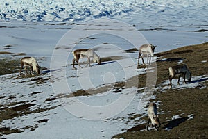 Reindeer, Caribou, Iceland