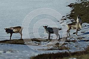 Reindeer, Caribou, Iceland