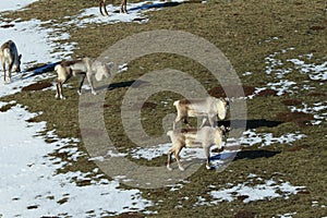 Reindeer, Caribou, Iceland