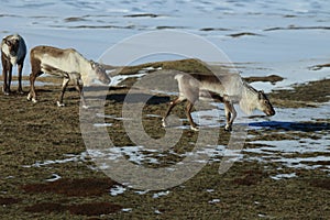 Reindeer, Caribou, Iceland