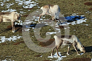 Reindeer, Caribou, Iceland