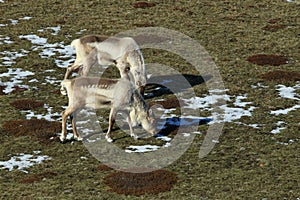 Reindeer, Caribou, Iceland