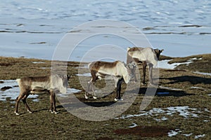 Reindeer, Caribou, Iceland