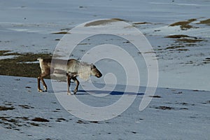 Reindeer, Caribou, Iceland