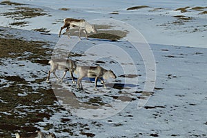 Reindeer, Caribou, Iceland