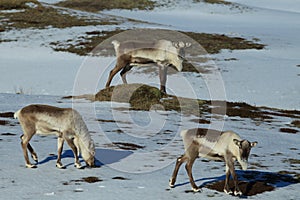 Reindeer, Caribou, Iceland