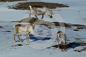 Reindeer, Caribou, Iceland