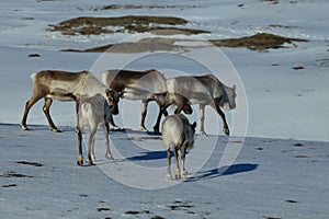 Reindeer, Caribou, Iceland