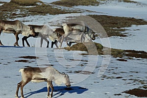 Reindeer, Caribou, Iceland