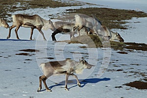 Reindeer, Caribou, Iceland