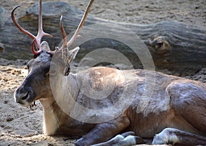 The reindeer, caribou in North America is a species of deer, native to arctic, subarctic, tundra, boreal, photo