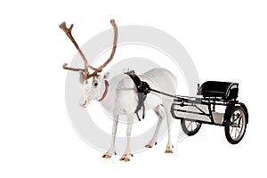 Reindeer or caribou wearing europian harness