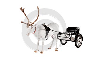 Reindeer or caribou wearing europian harness photo