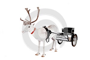 Reindeer or caribou wearing europian harness photo