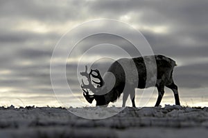 Reindeer in chukchi tundra photo