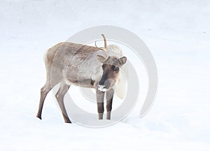 The reindeer costs on a snow-covered glade