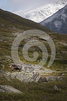 Reindeer couple foraging on the Sarek plains scattered with rock