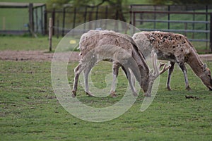 Reindeer