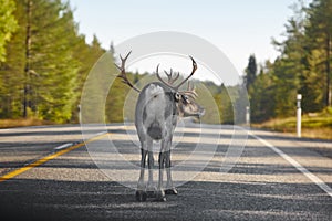 Reindeer crossing a road in Finland. Finnish landscape. Travel