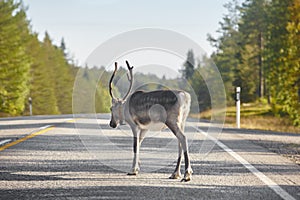 Reindeer crossing a road in Finland. Finnish landscape. Travel