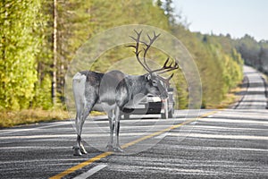 Reindeer crossing a road in Finland. Finnish landscape. Travel