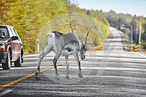 Reindeer crossing a road in Finland. Finnish landscape. Travel