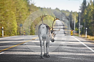 Reindeer crossing a road in Finland. Finnish landscape. Travel b
