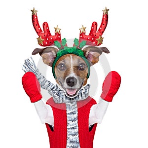 Reindeer dog