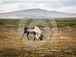 Reindeer in Dovrefjell National Park, Norway