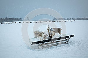 Reindeer eating from a trough in winter