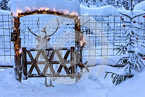 Reindeer in enclosure decorated for Christmas