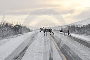 Reindeer family walk across the snow-covered road at the north of Norway - wildlife behind the arctic circle