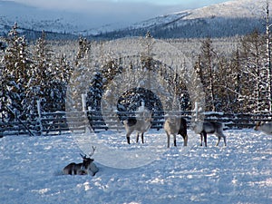 Reindeer farm in Lapland
