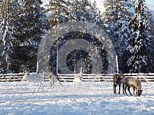 Reindeer farm in Lapland
