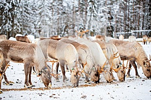 Reindeer farm in Lapland Finland