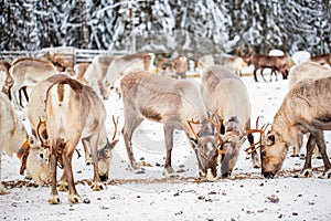 Reindeer farm in Lapland Finland