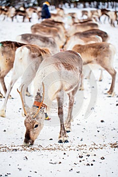 Reindeer farm in Lapland Finland