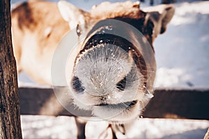 Reindeer in a farm in winter Finnish Lapland