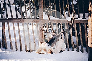 Reindeer in a farm in winter Finnish Lapland