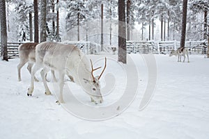 Reindeer farm, winter in Lapland, Finland.