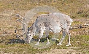 Reindeer Feeding on the Arctic Tundra