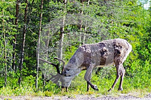 Reindeer feeding side of the road