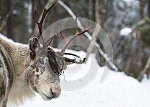 Reindeer in Finland photo