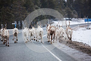 Reindeer flock in the way at road