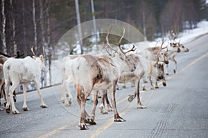 Reindeer flock in the way at road