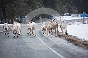 Reindeer flock in the way at road