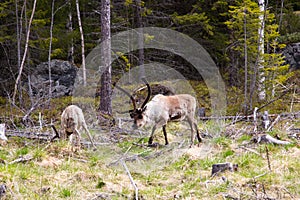 Reindeer in the forest country Harjedalen Sweden